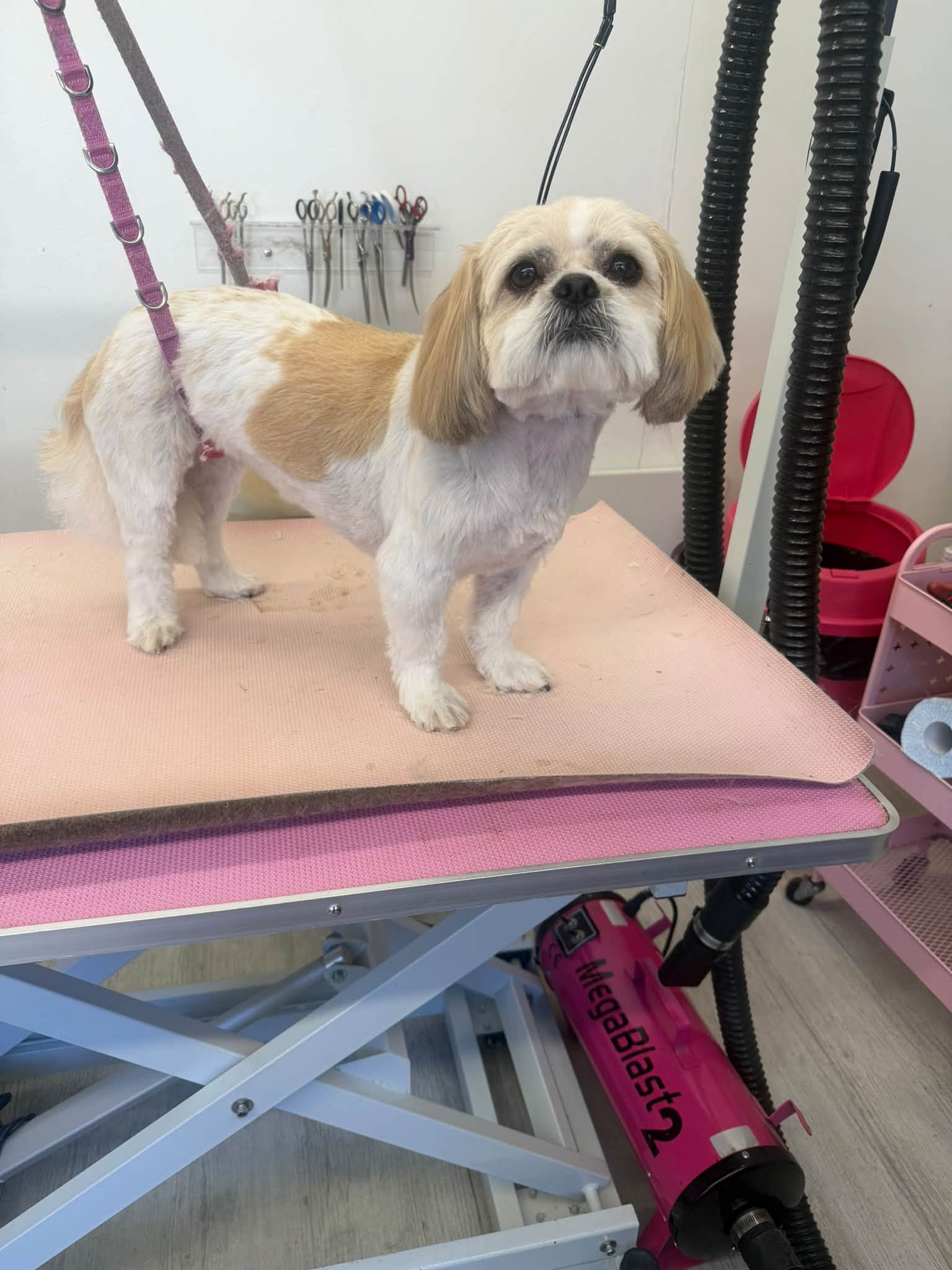 White and tan shih tzu cross after a full groom