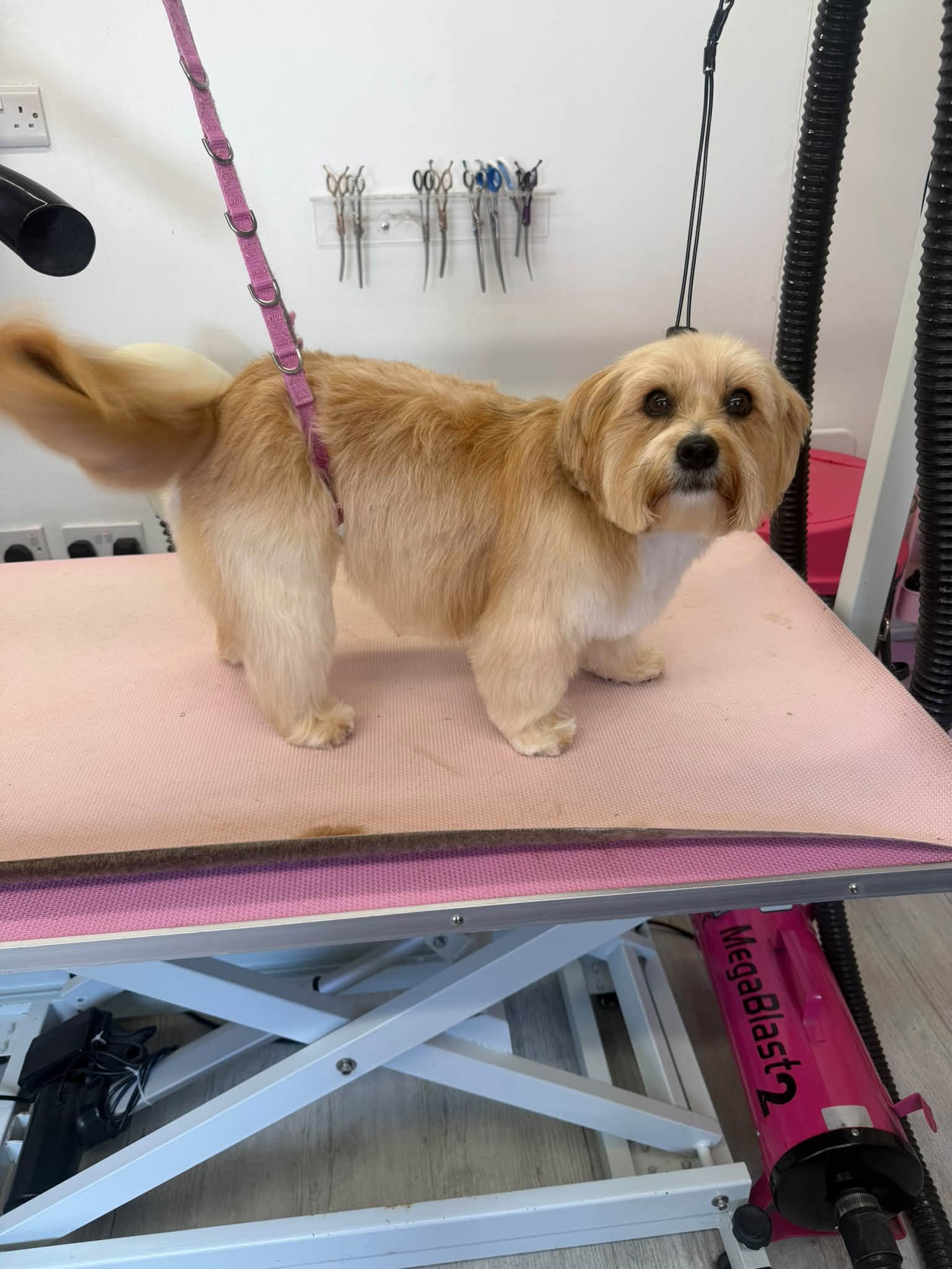 Golden dog with a tidy body trim, side profile