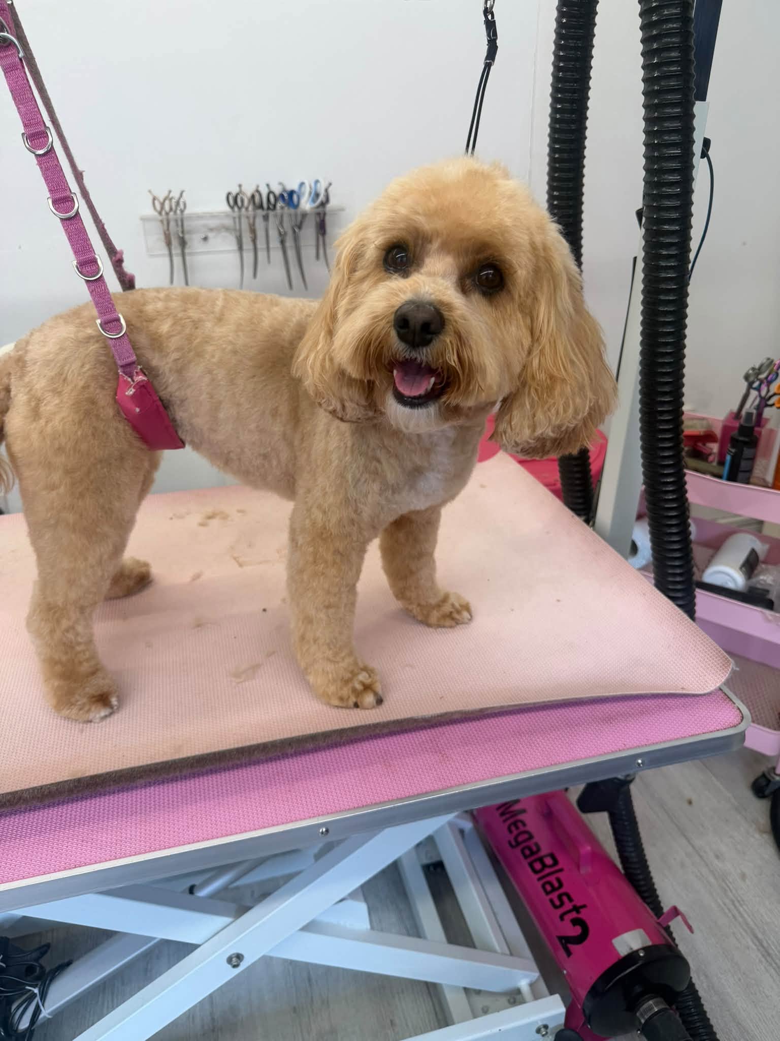 Happy cockapoo after a full groom