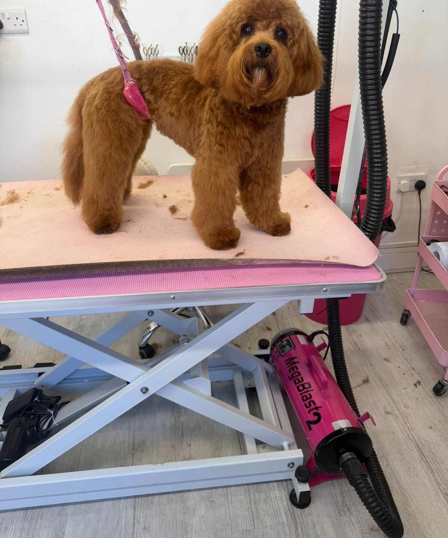 Red poodle cross with a rounded teddy bear finish