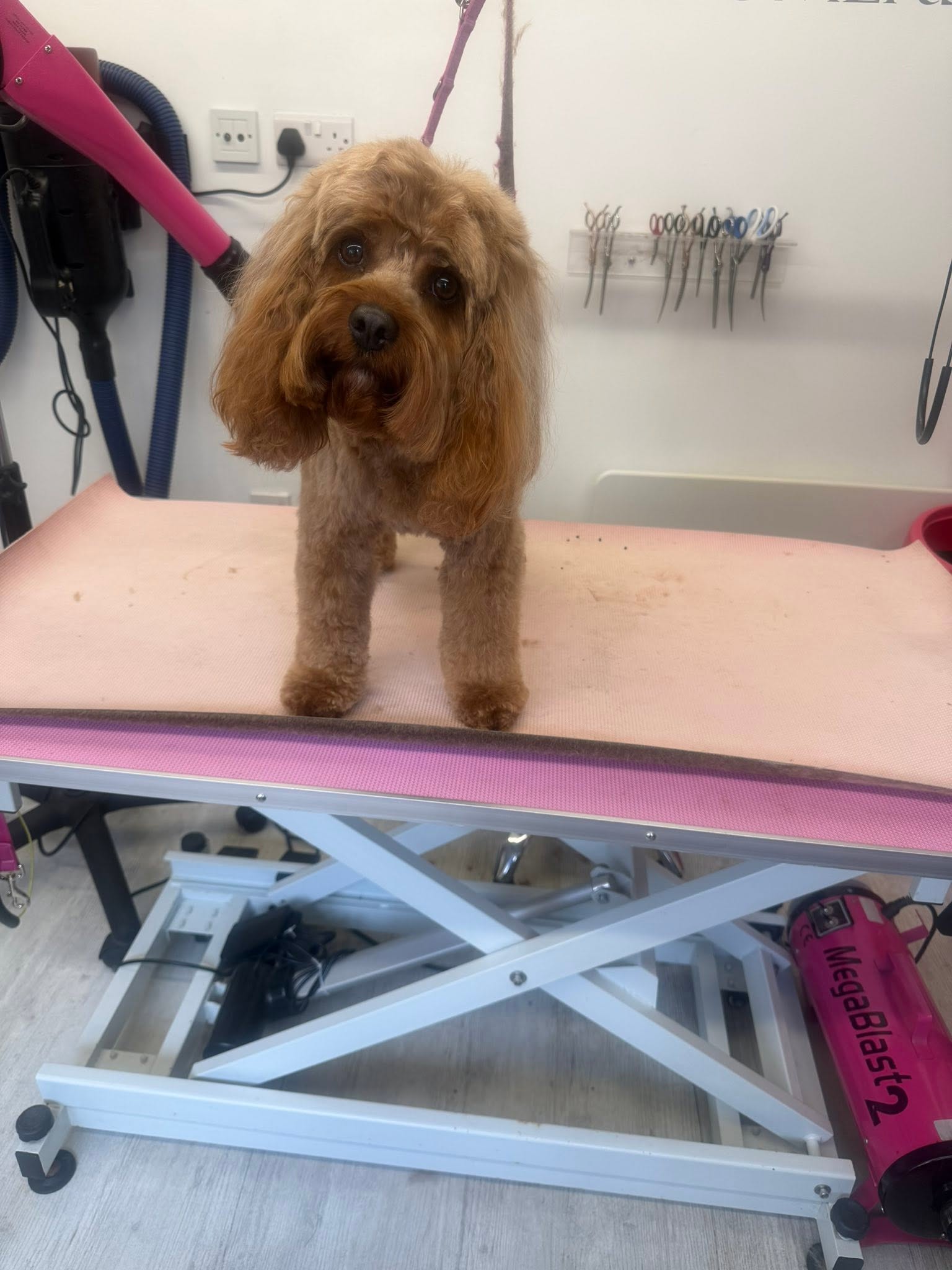 Red cockapoo looking up after a trim