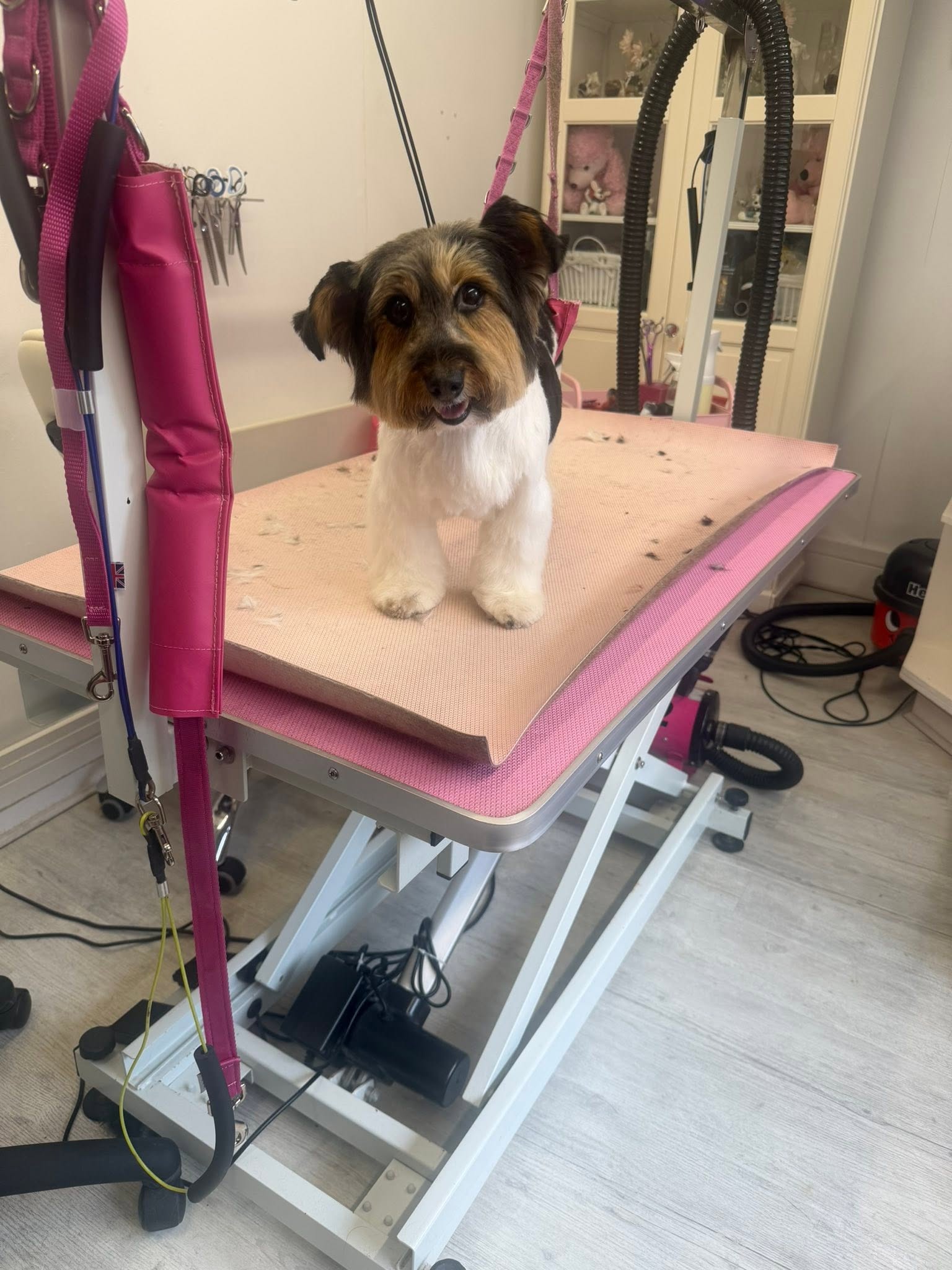 Small tricolour dog standing on the pink table after a trim