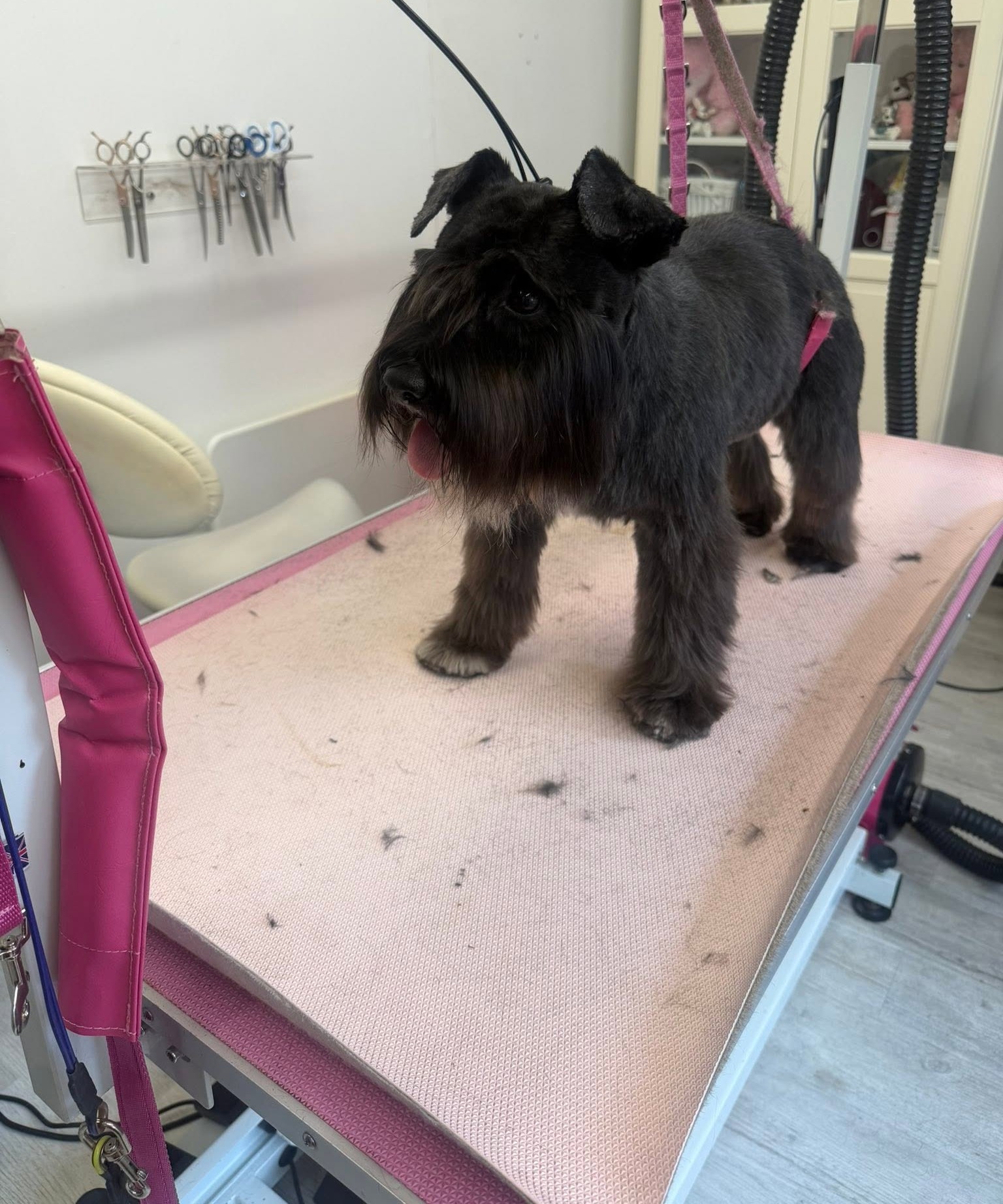 Black schnauzer with a neat beard and a bow after grooming