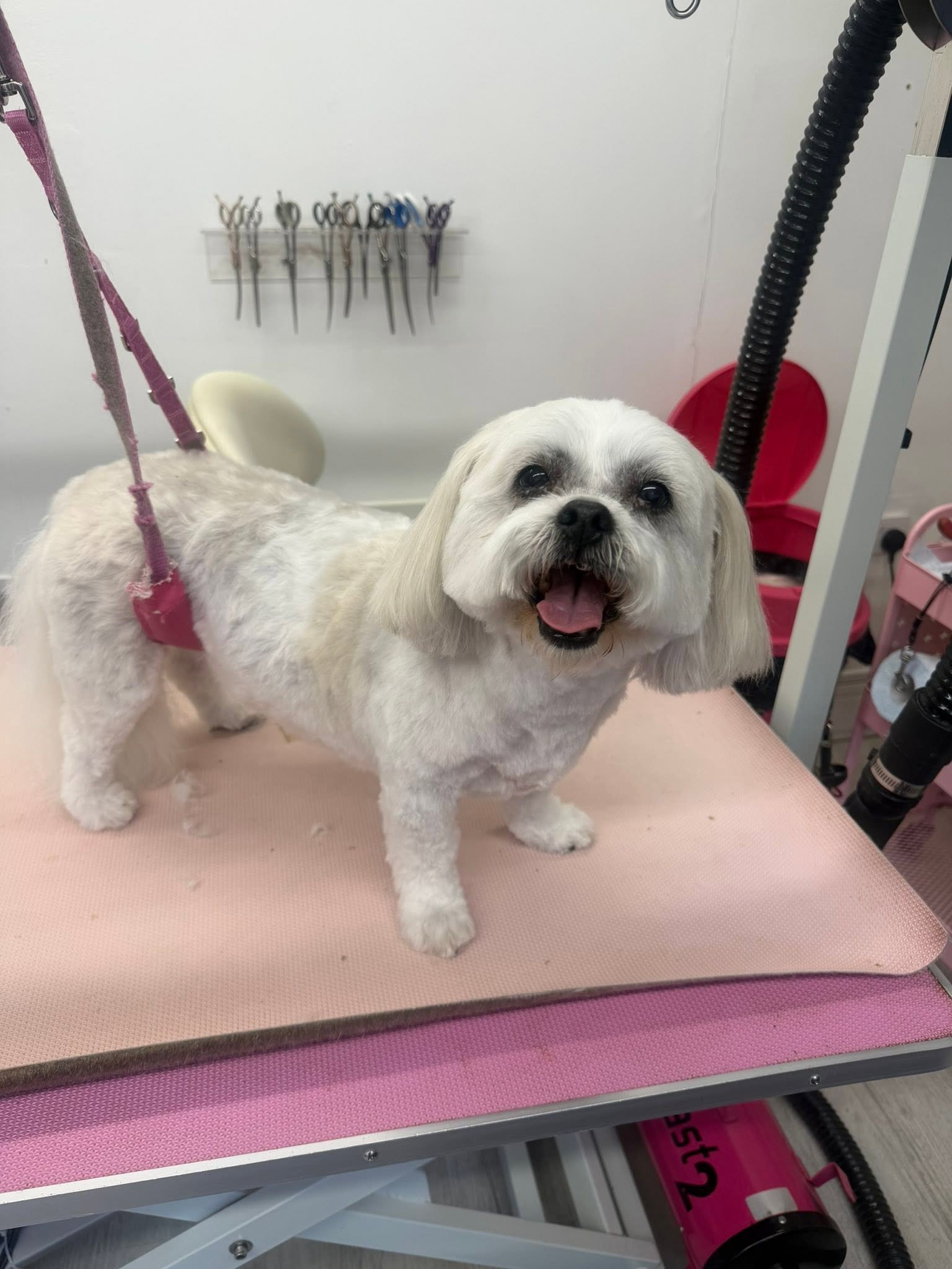 White shih tzu smiling after grooming