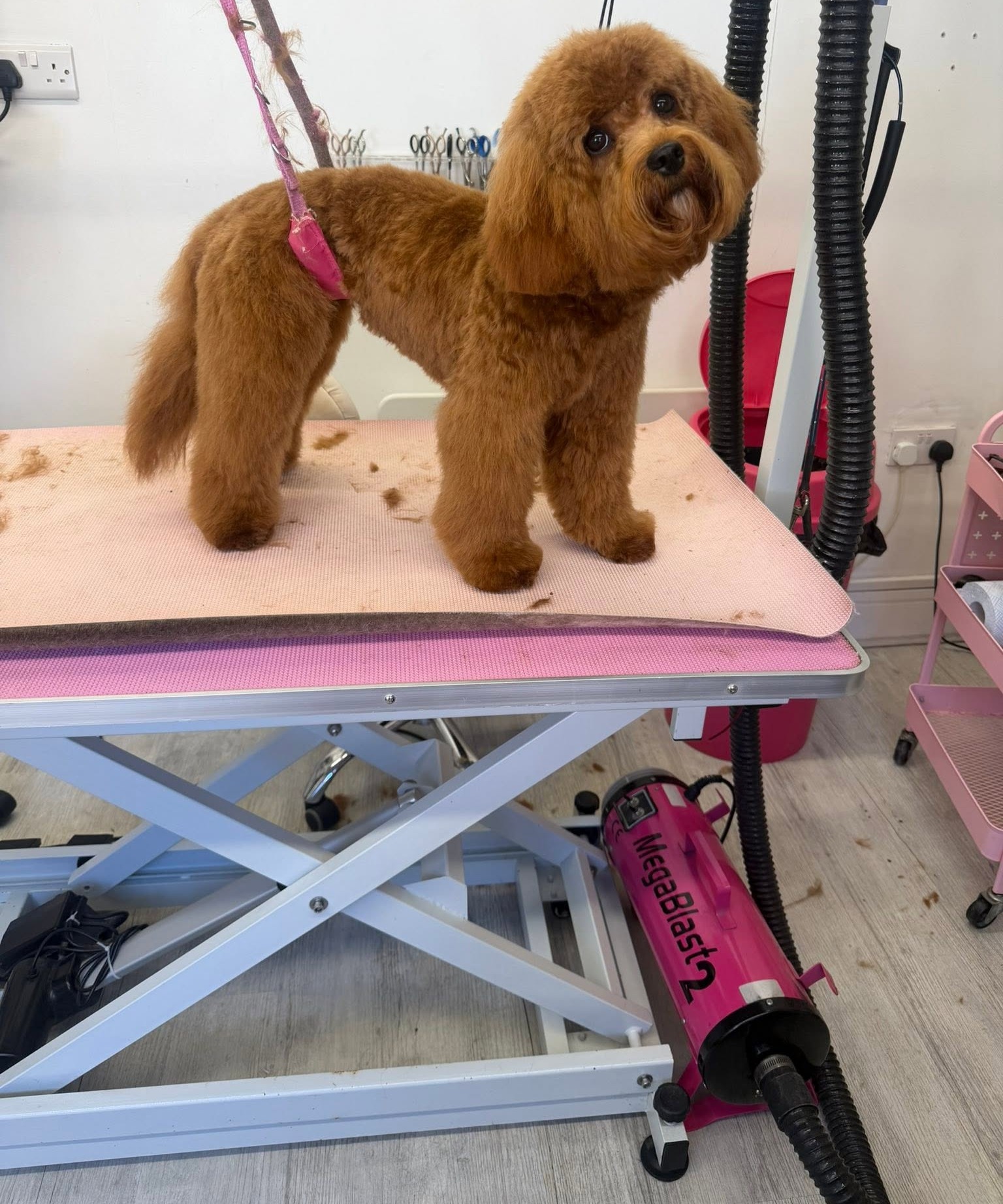 Red toy poodle cross with a fresh teddy cut on the pink grooming table