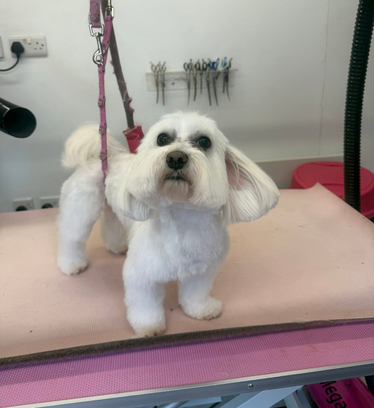 White dog with long feathered ears after a groom