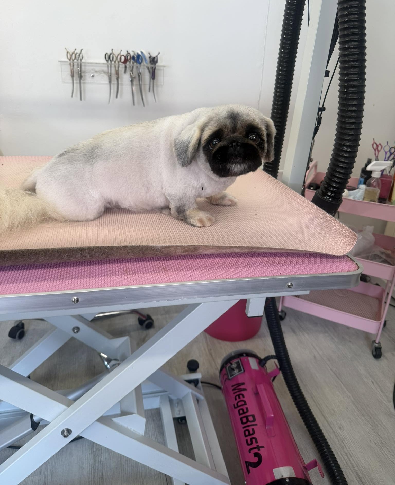 Small pug cross lying on the table after a groom