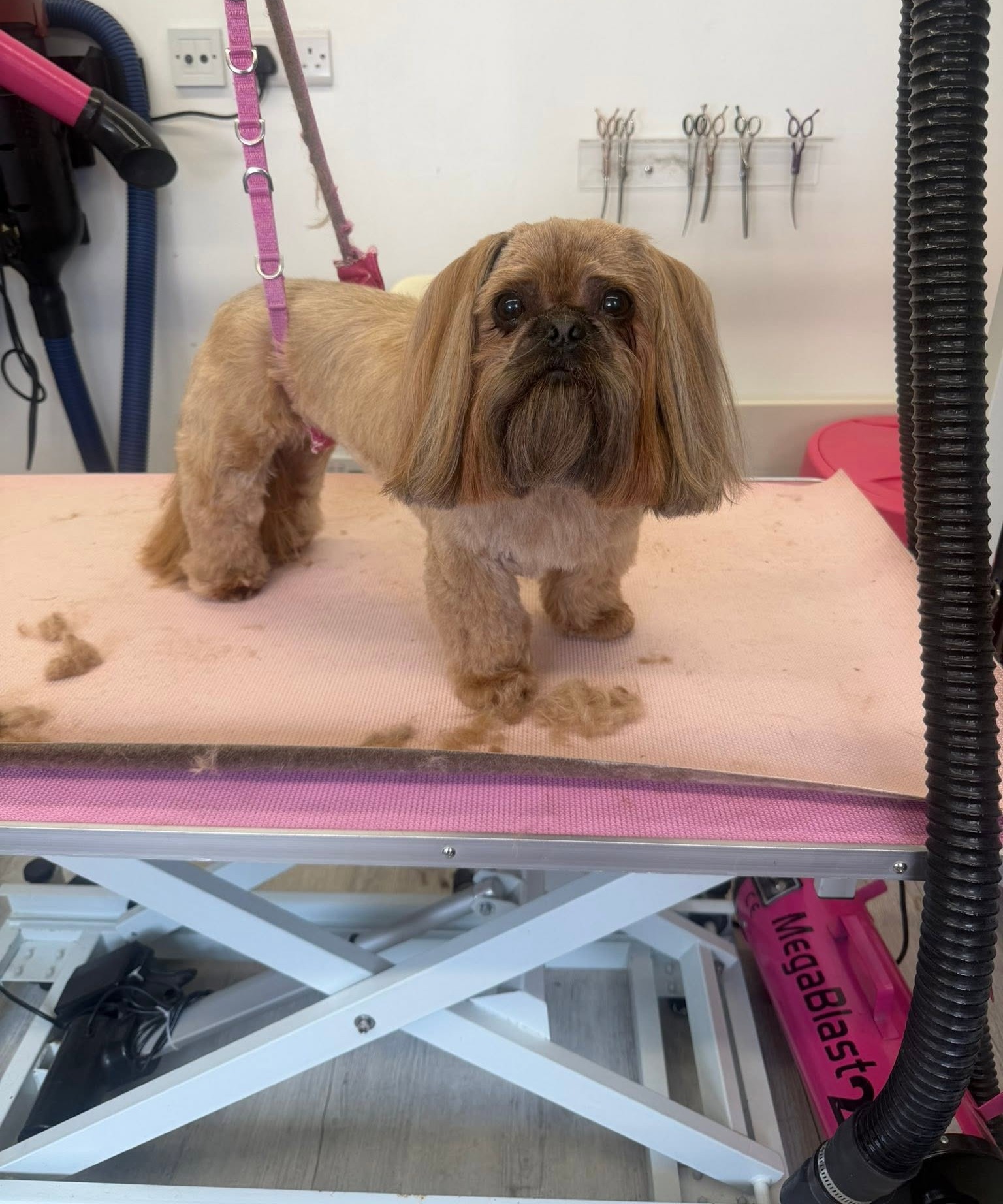 Brown shih tzu with a trimmed fringe on the grooming table