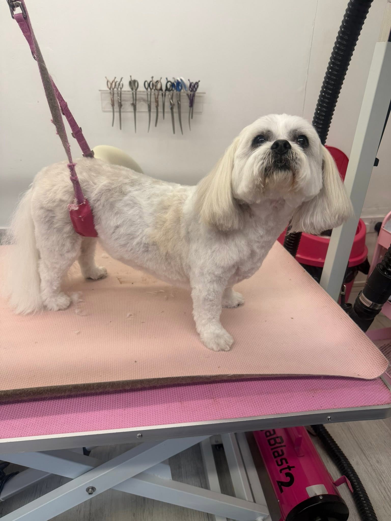 White shih tzu cross standing on Kim's pink grooming table after a full groom