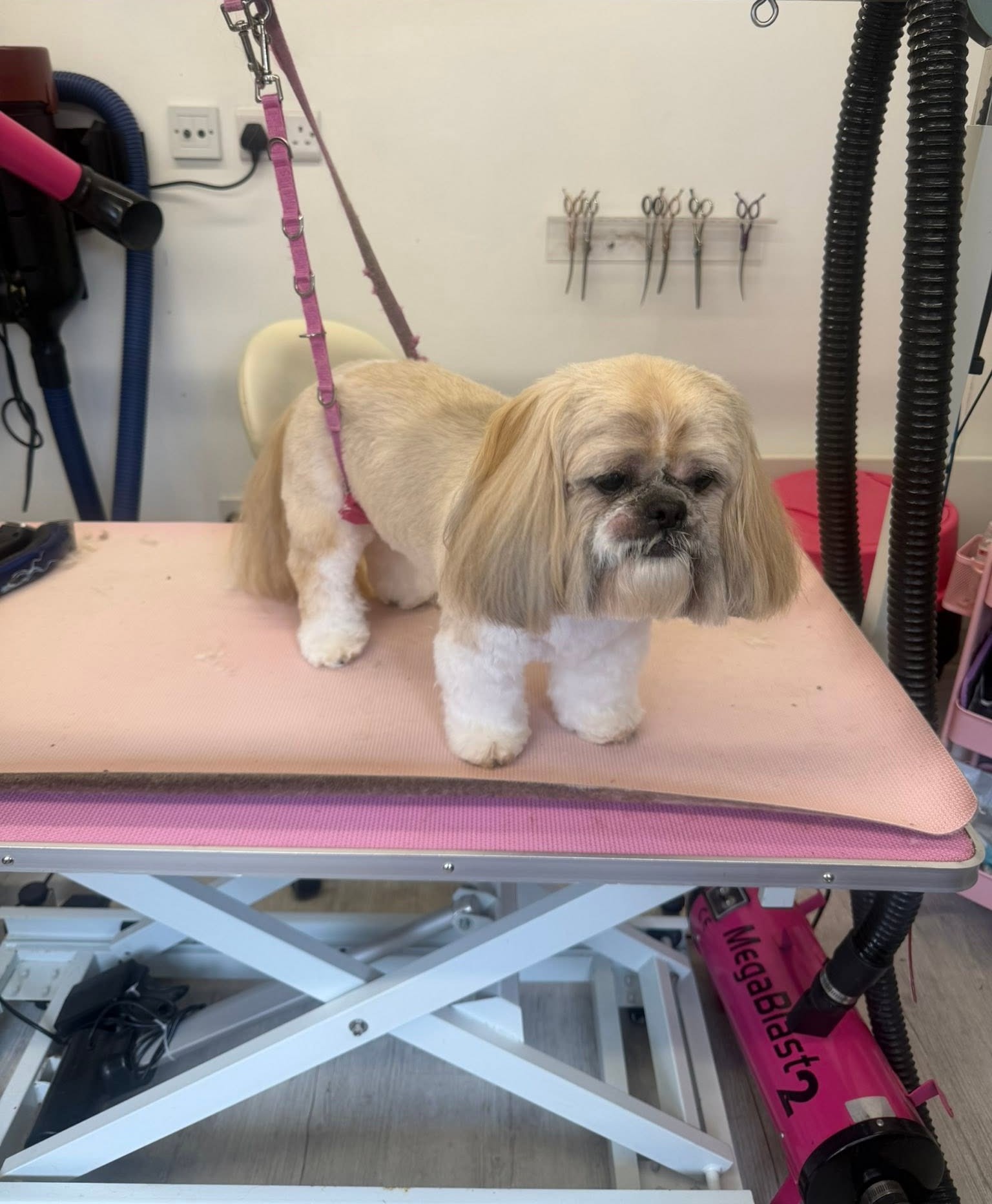 Cream shih tzu with a tidy face and ears