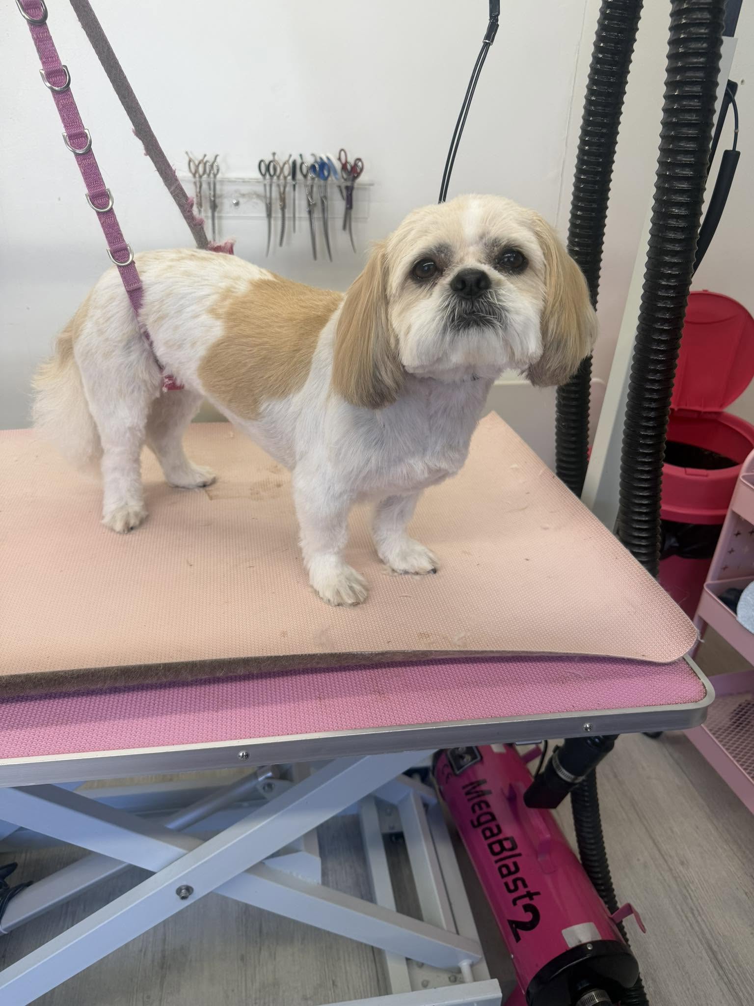 White and tan shih tzu looking up from the grooming table
