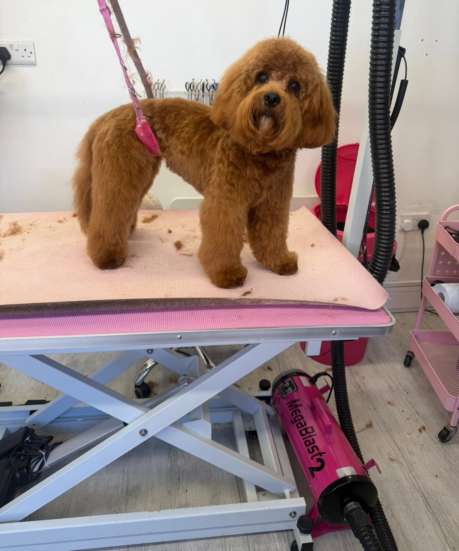 Red toy poodle cross side view after grooming