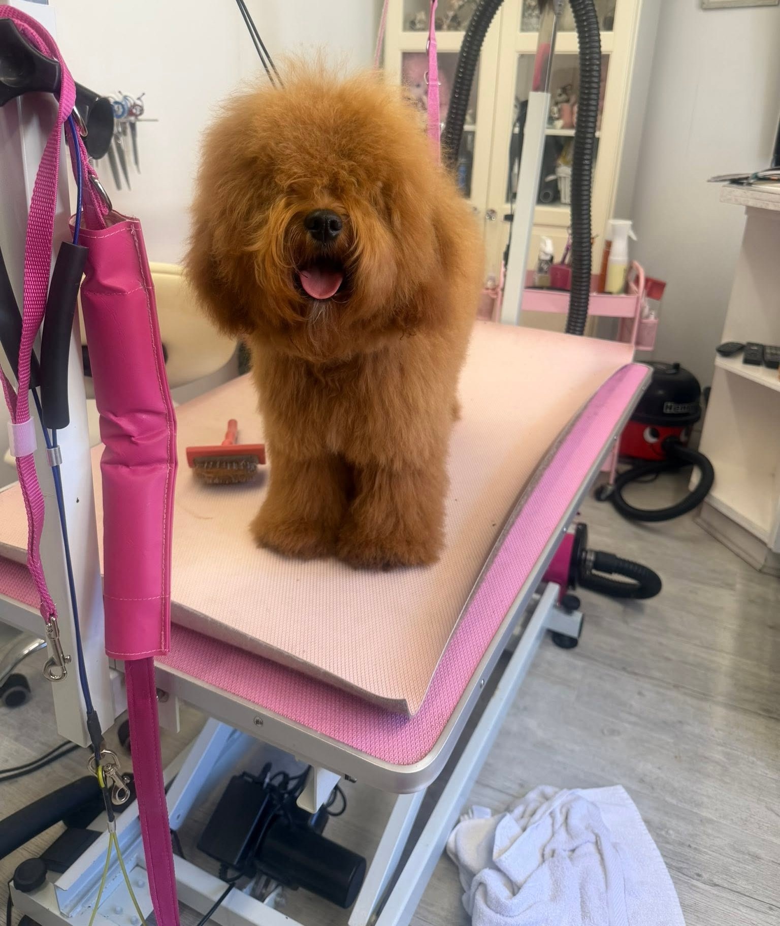 Fluffy red poodle cross with a round teddy face, freshly groomed on the pink table