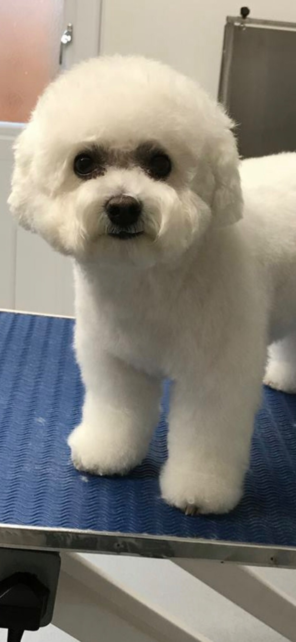 White bichon type dog with a rounded finish on the grooming table