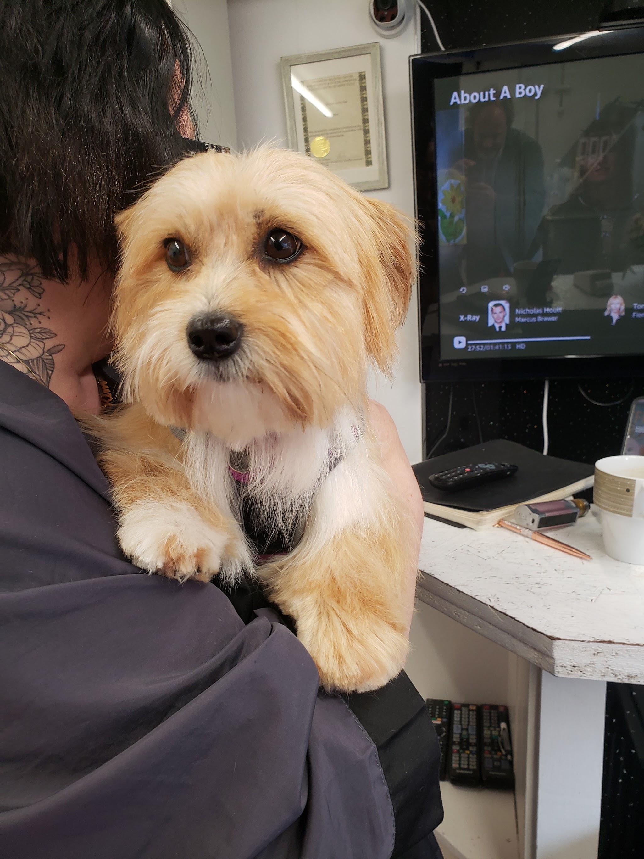 Small terrier with a soft golden coat, cuddled by her owner after a groom