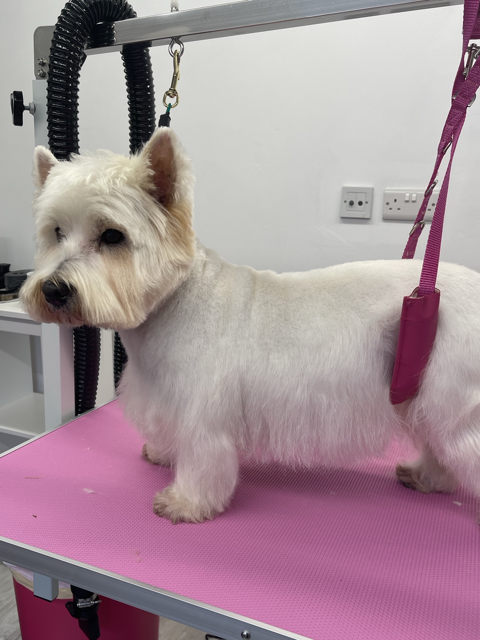 Westie with a neat finish on the grooming table