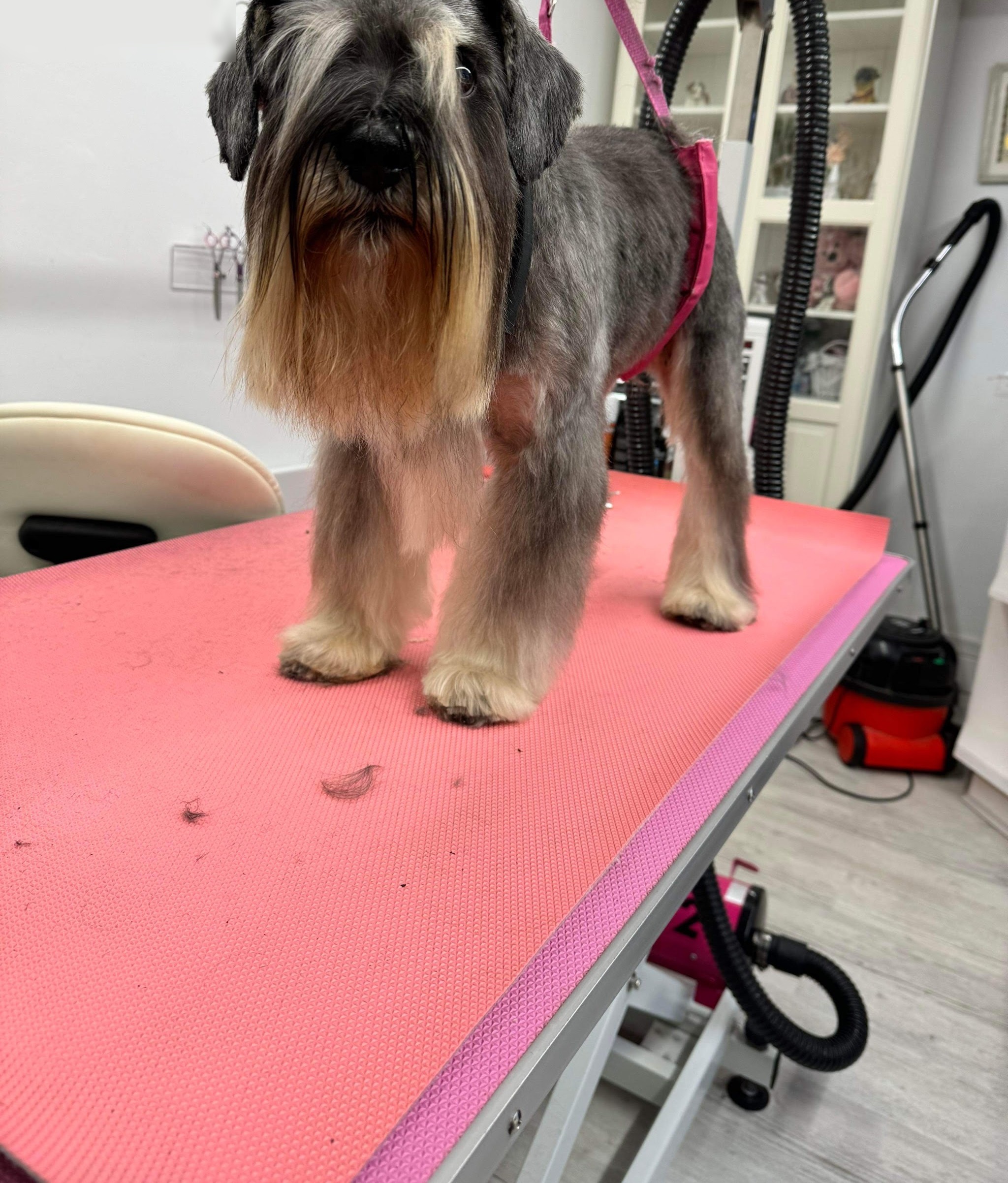 Schnauzer with a long beard on the pink grooming table