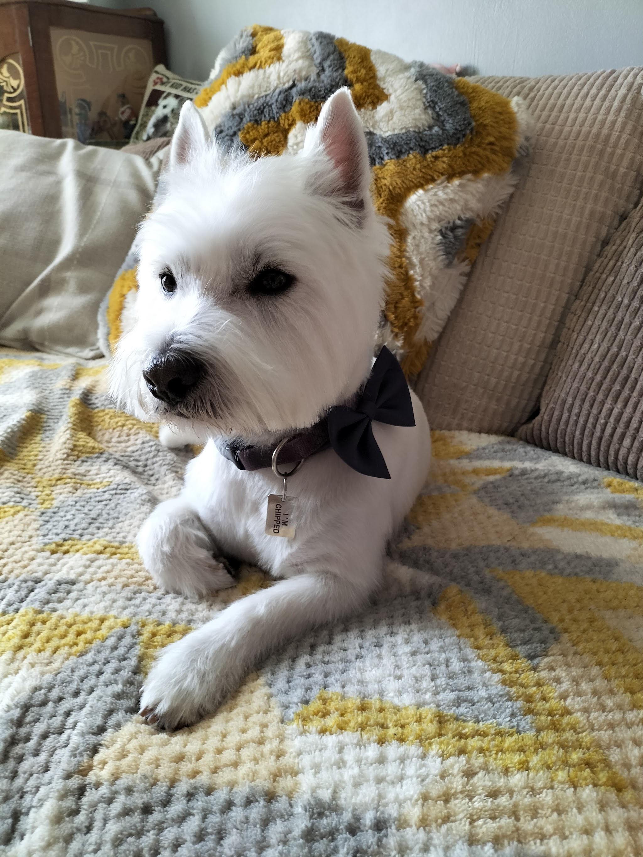 Westie in a bow tie relaxing at home after a groom