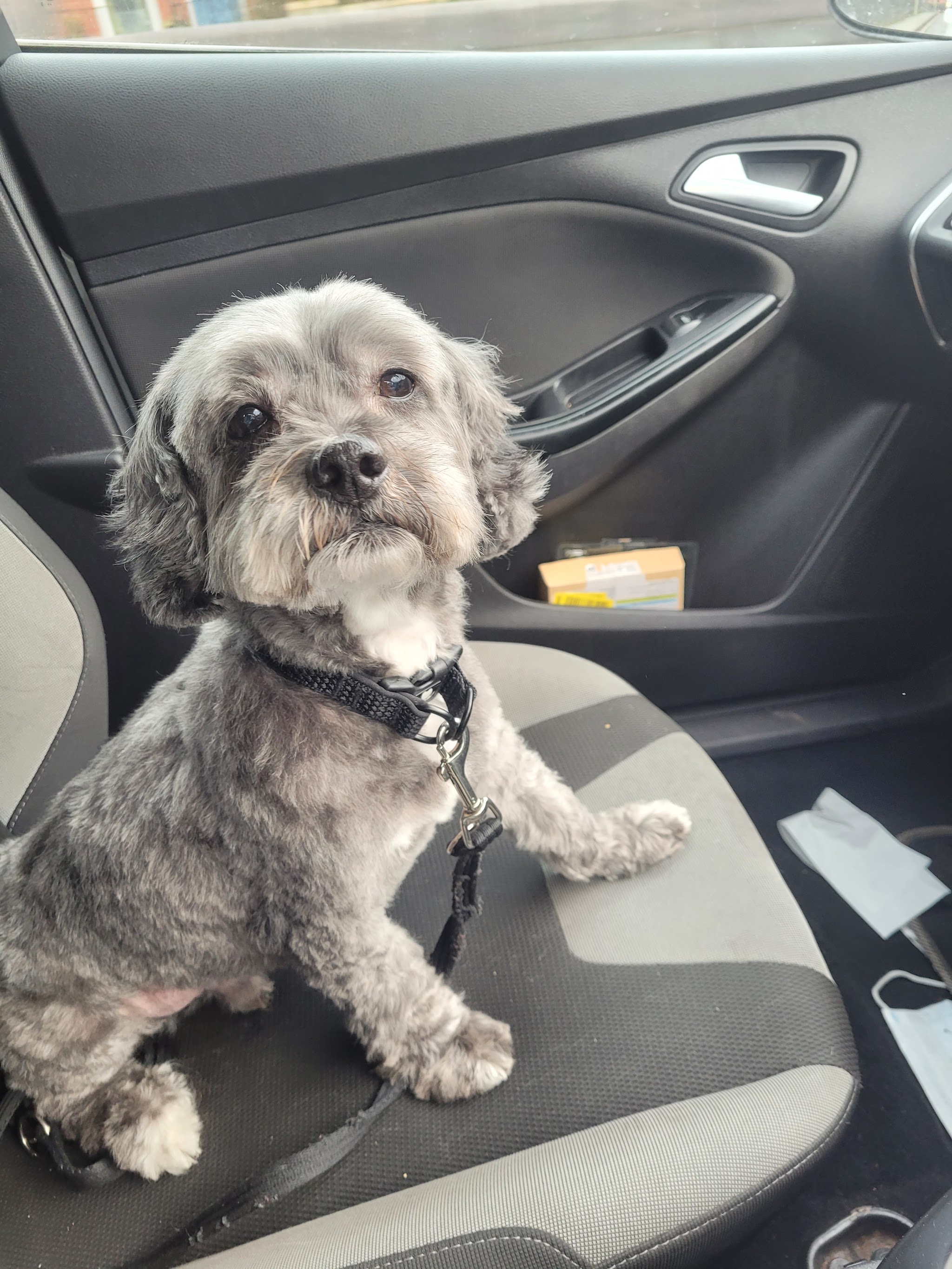 Grey dog sitting in the car after a groom