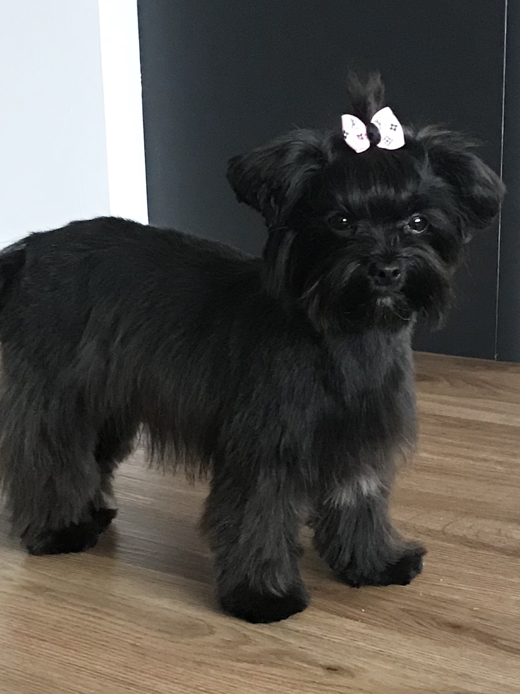 Small black dog with a white bow after grooming