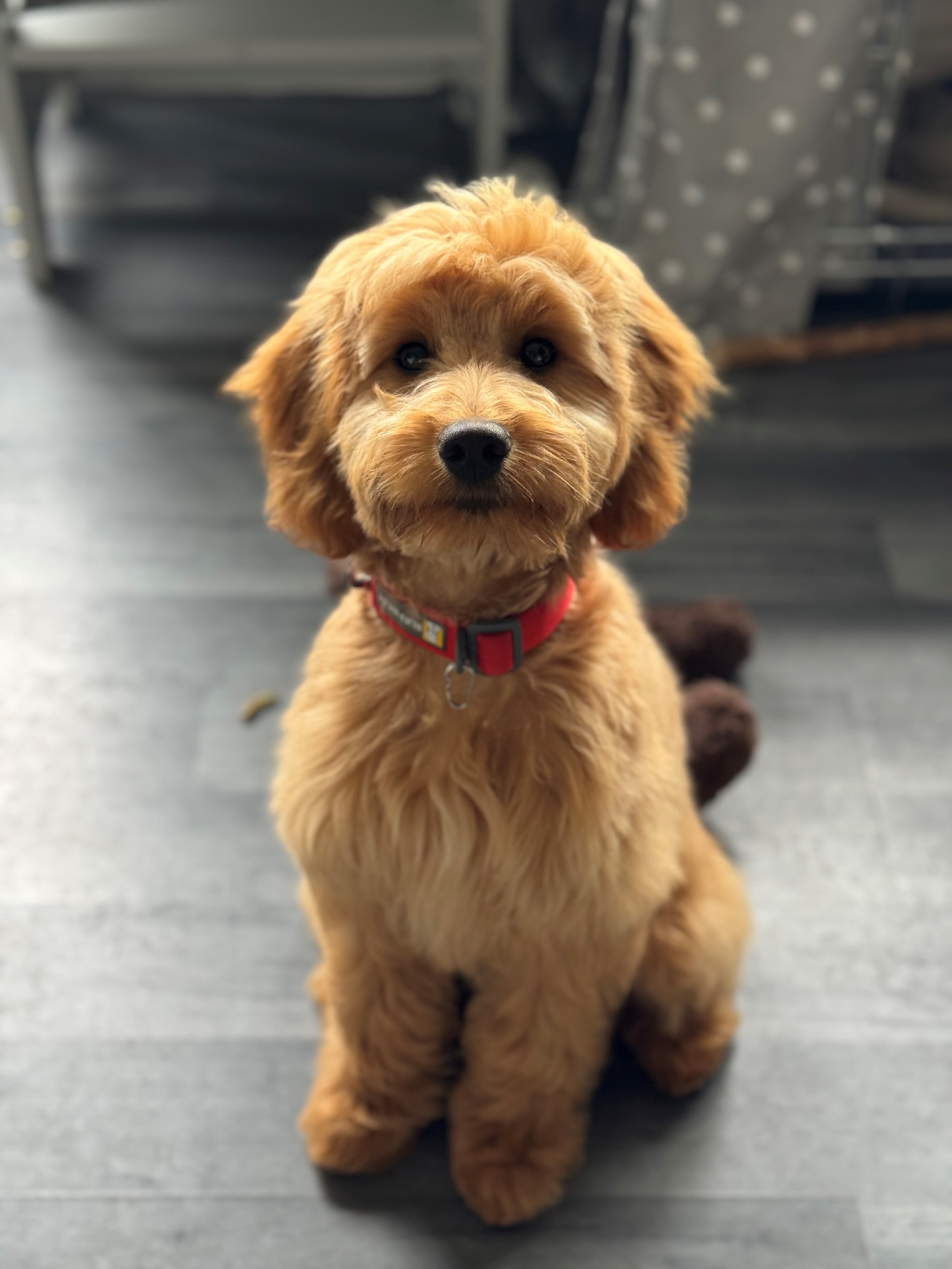 Apricot puppy sitting at home after his first groom