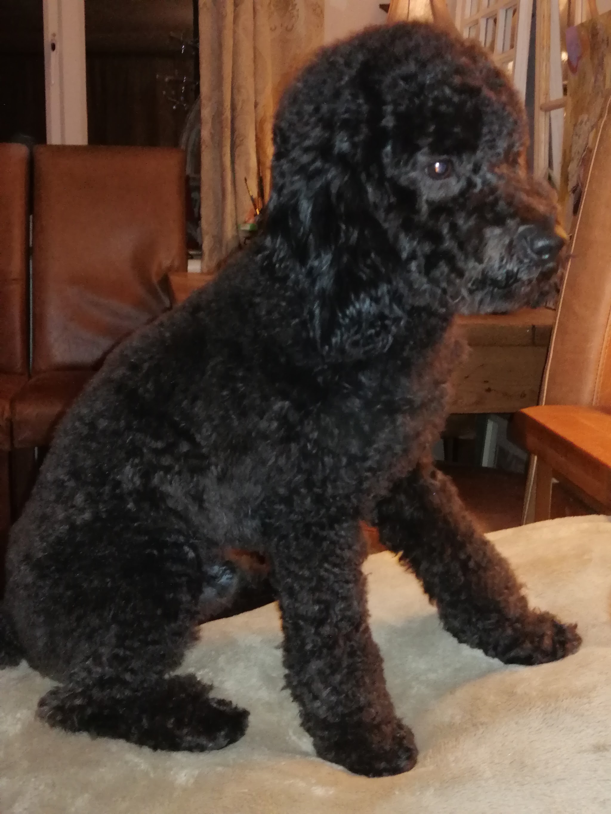Black poodle cross at home with a fresh curly coat
