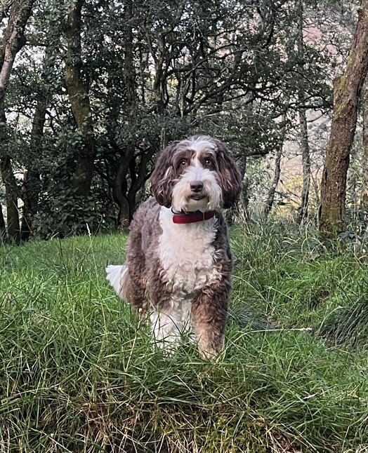 Colliedoodle standing in the woods after a groom